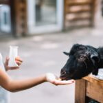 Eid ul Adha Qurbani