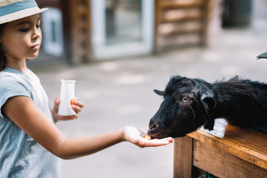 Eid ul Adha Qurbani